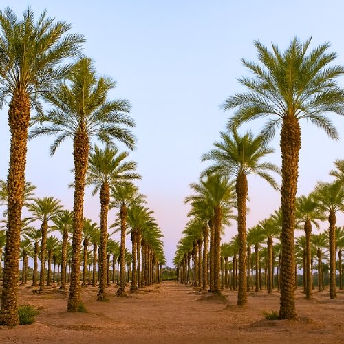 Palm Tree at Sunset